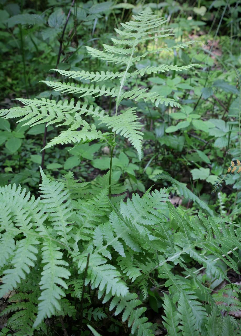 Photo of Broad Beech Fern