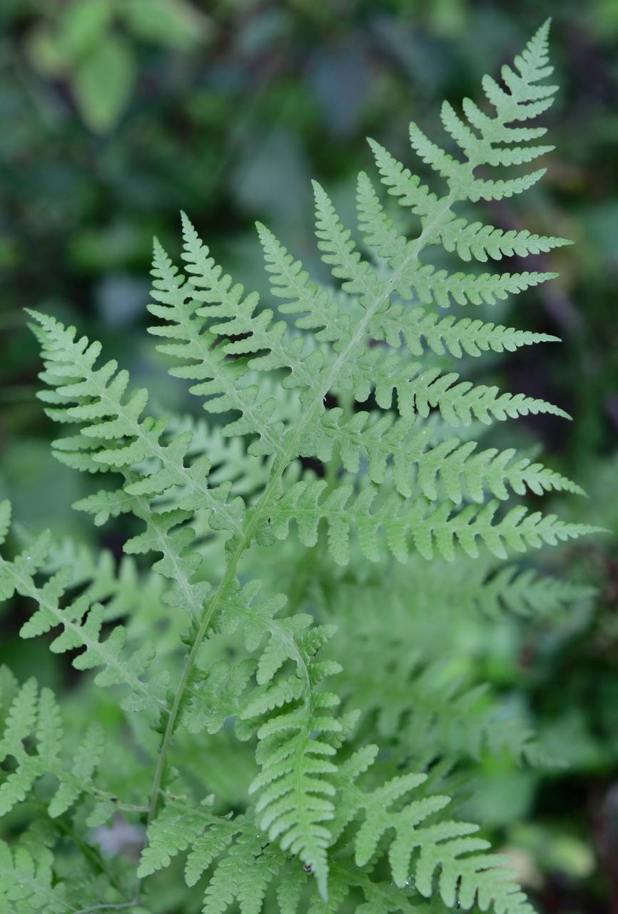 Photo of Broad Beech Fern