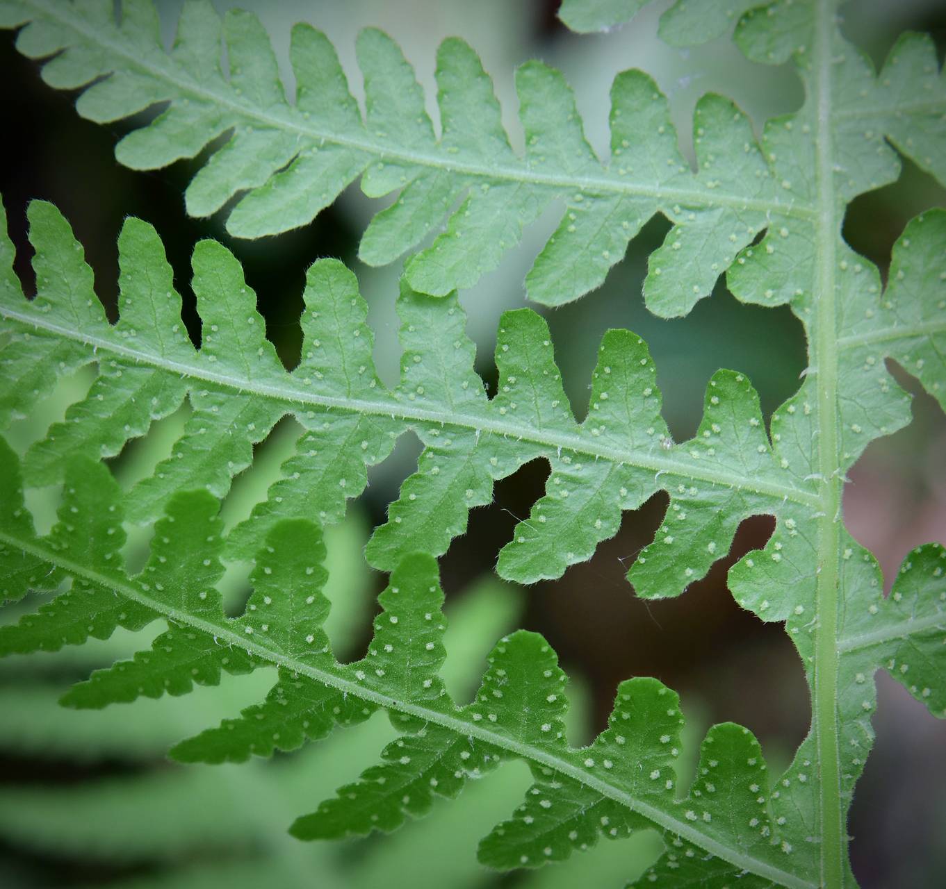 Photo of Broad Beech Fern