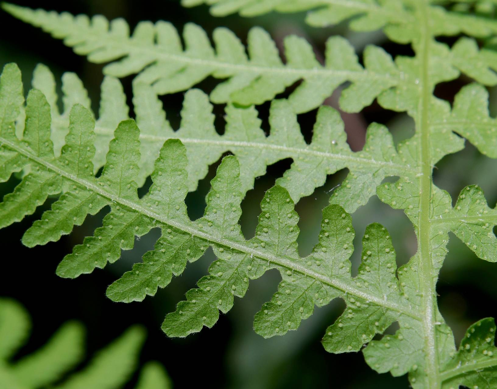 Photo of Broad Beech Fern