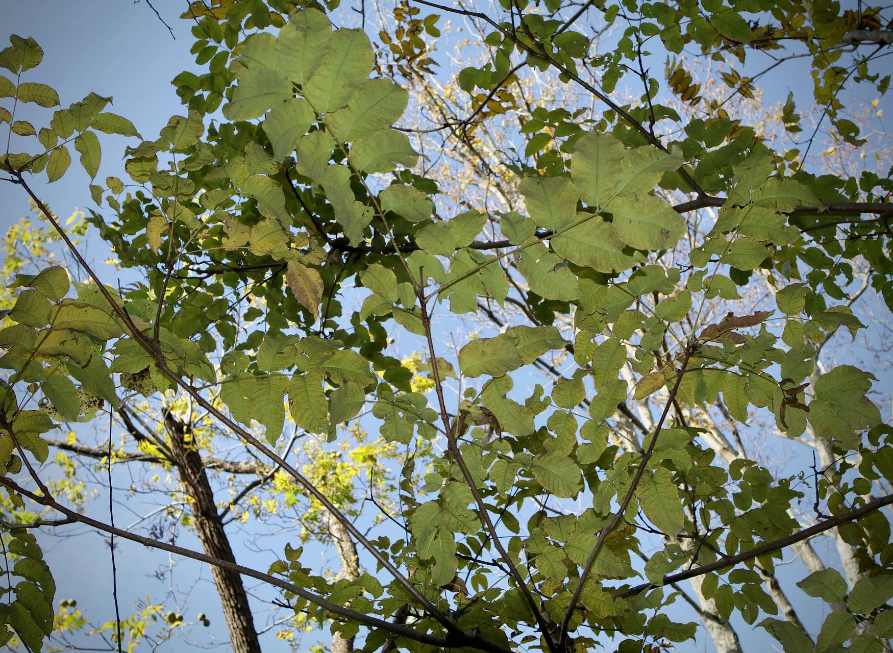 Photo of Amur Cork Tree