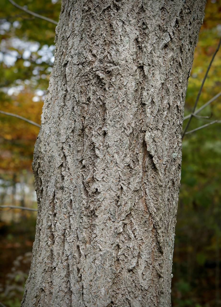 Photo of Amur Cork Tree