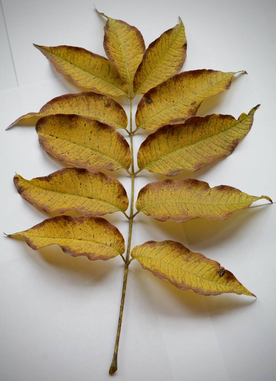 Photo of Amur Cork Tree