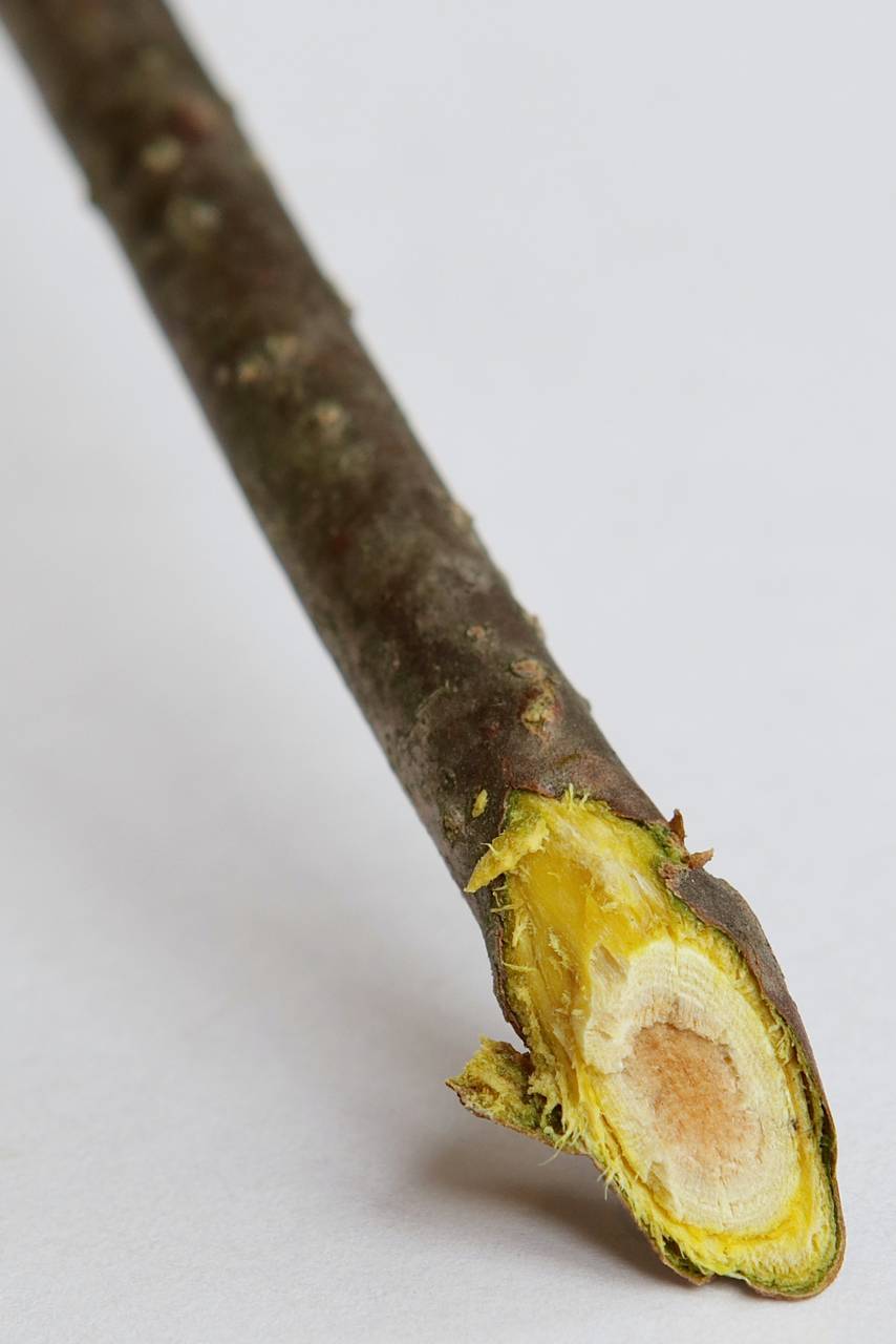 Photo of Amur Cork Tree