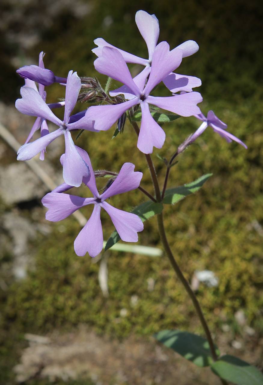 Photo of Wild Blue Phlox