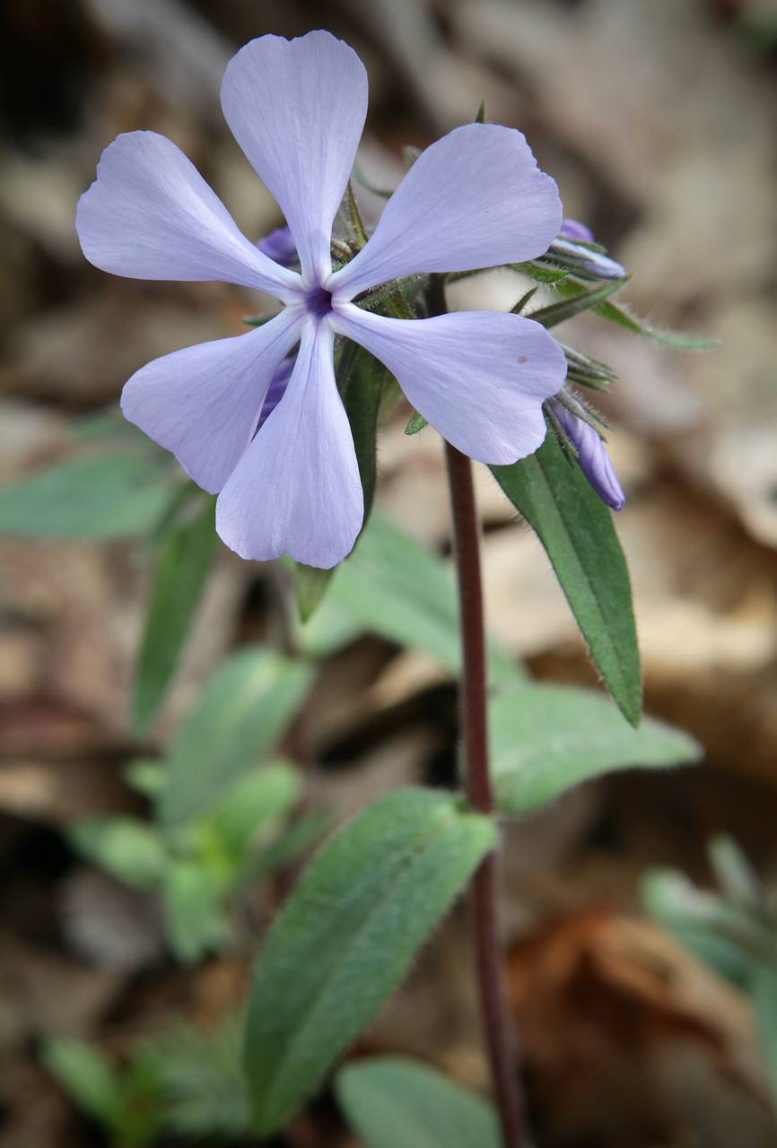 Photo of Wild Blue Phlox