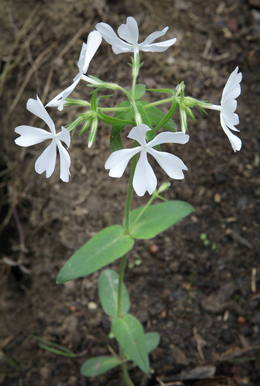Photo of Wild Blue Phlox
