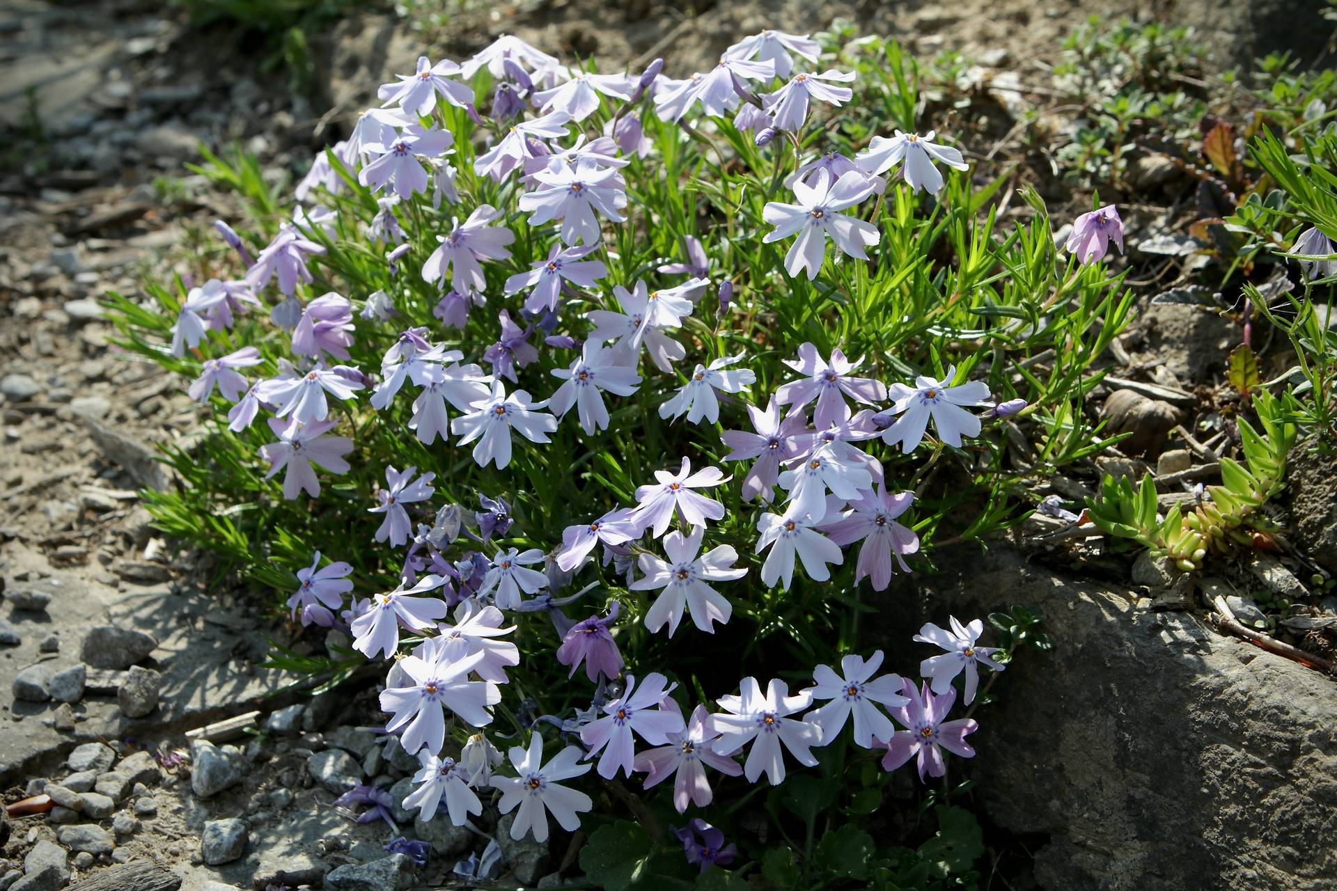 Photo of Moss Phlox