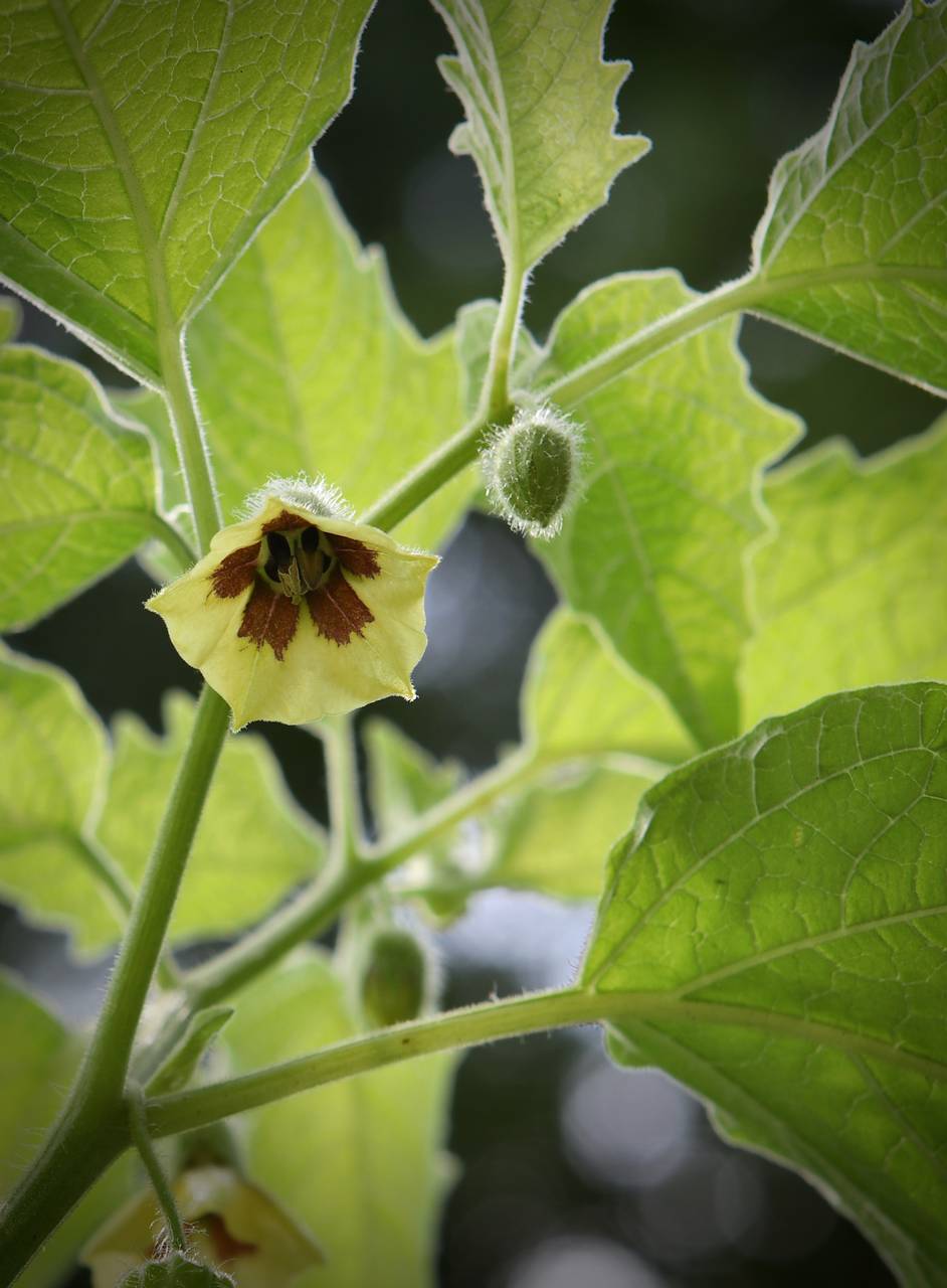 Photo of Clammy Ground Cherry