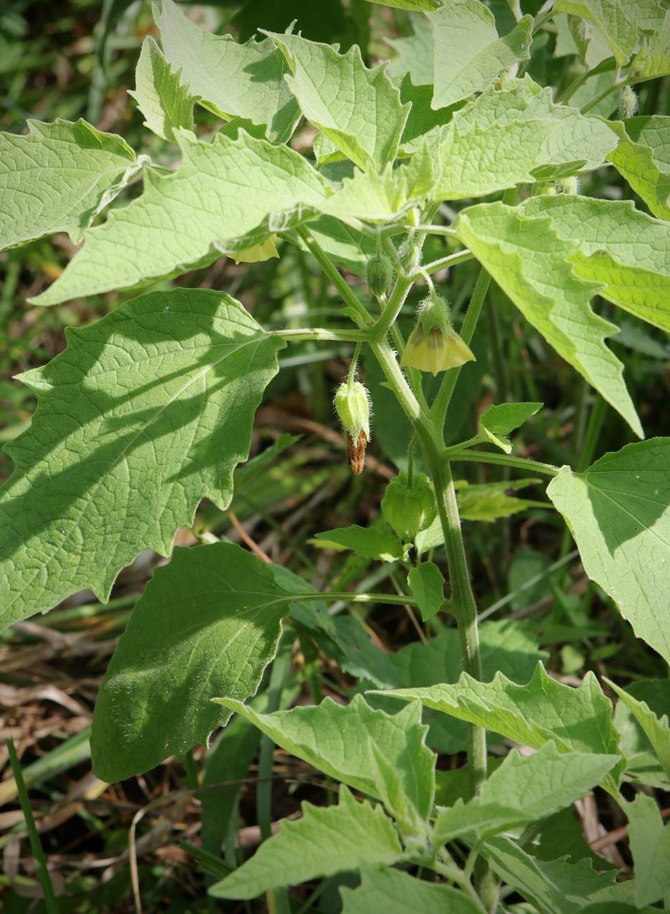 Photo of Clammy Ground Cherry