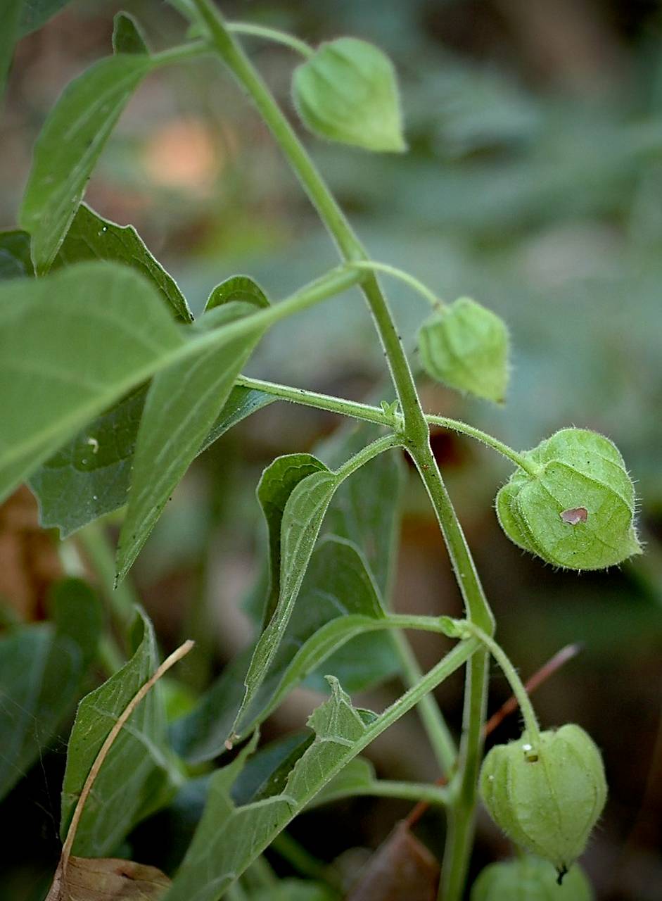 Photo of Clammy Ground Cherry