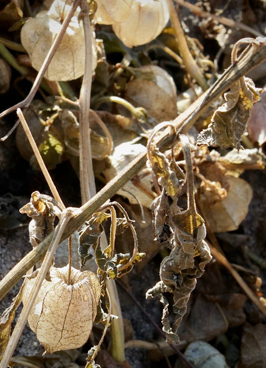 Photo of Clammy Ground Cherry