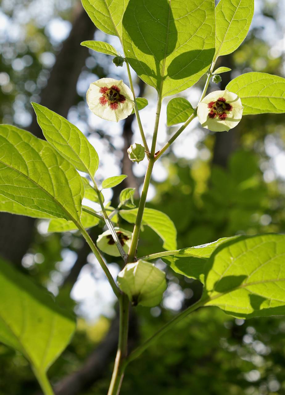 Photo of Smooth Ground Cherry