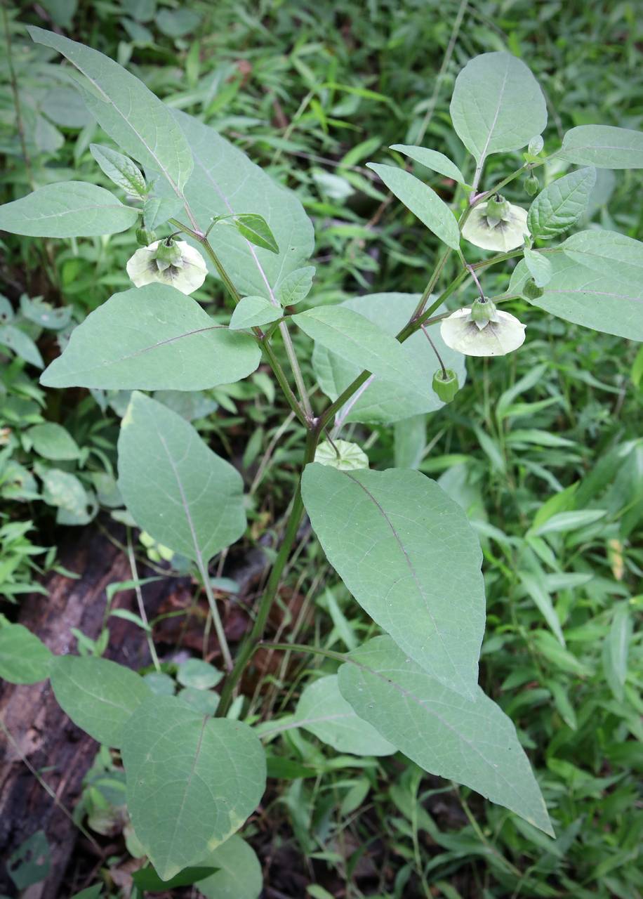 Photo of Smooth Ground Cherry