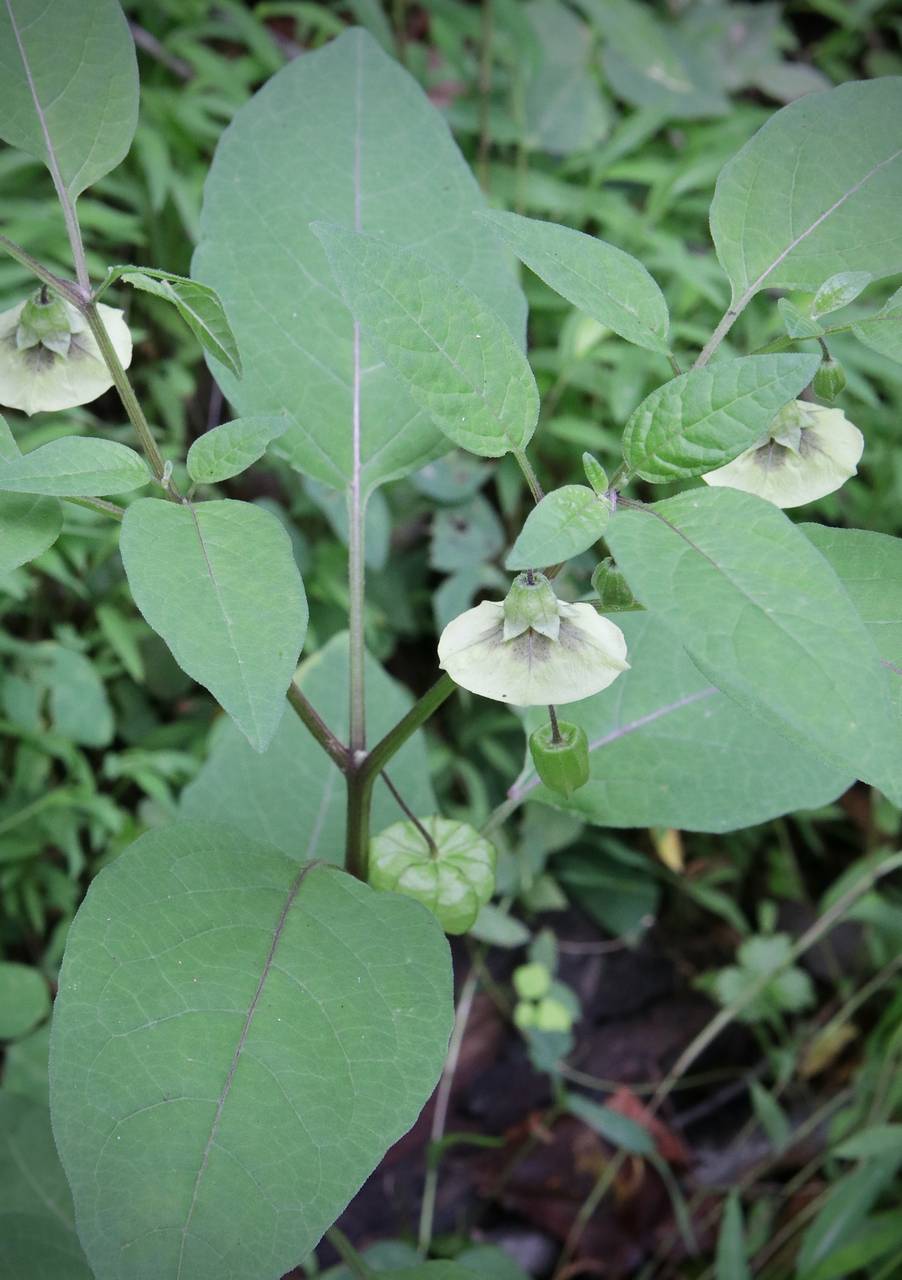 Photo of Smooth Ground Cherry