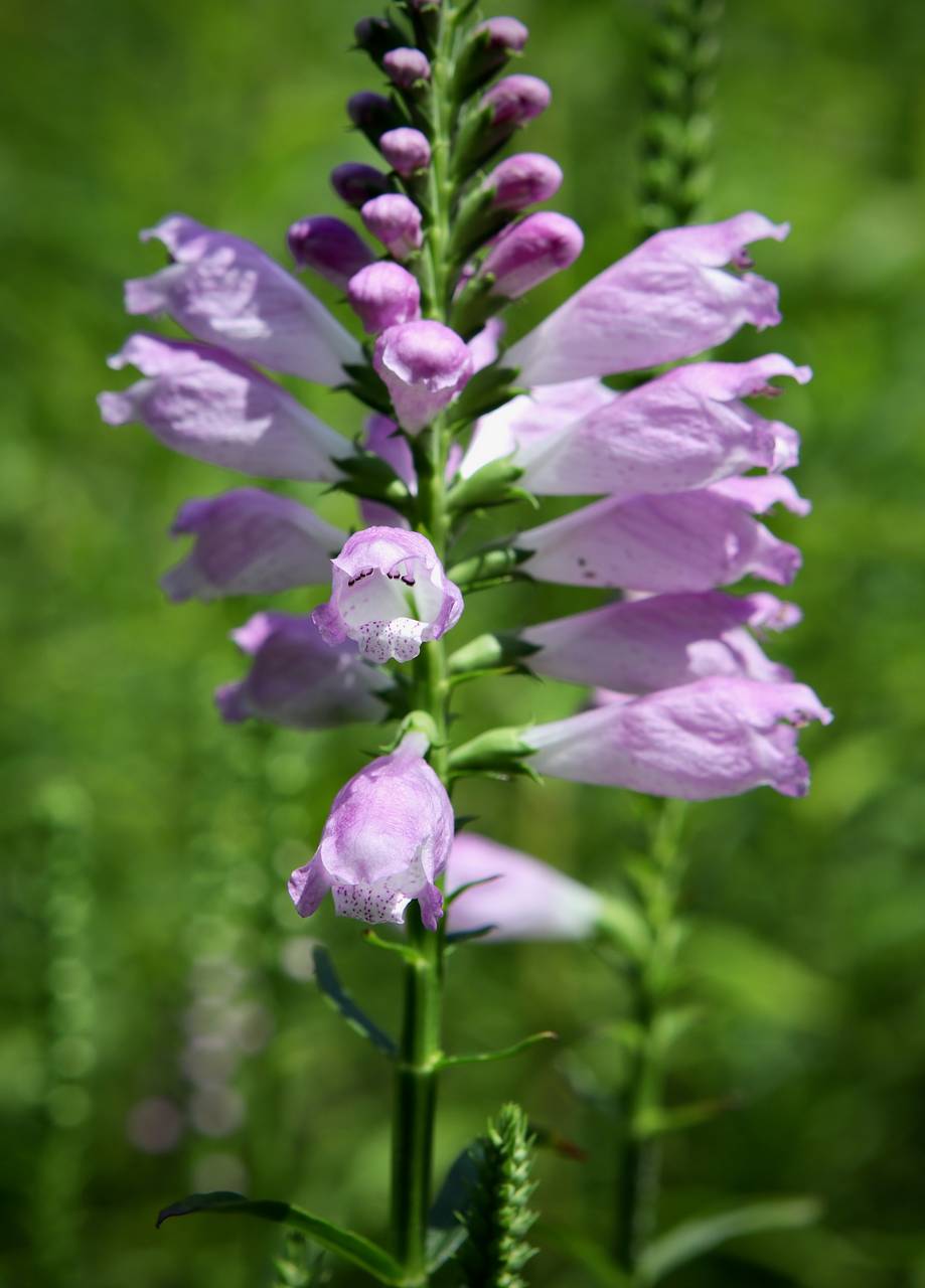 Photo of Obedient Plant