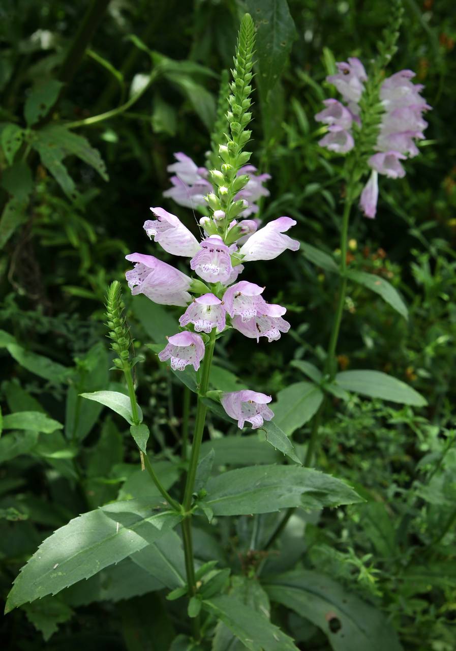 Photo of Obedient Plant