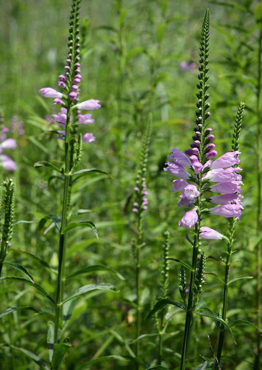 Photo of Obedient Plant