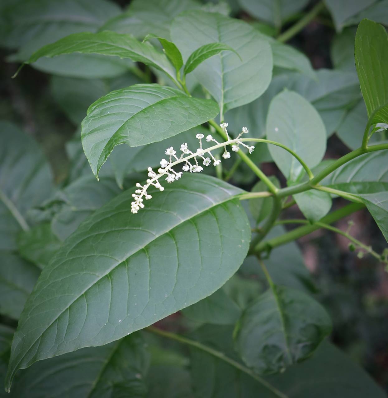 Photo of Pokeweed