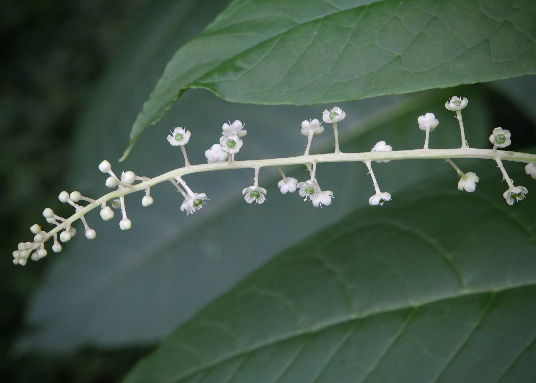 Photo of Pokeweed