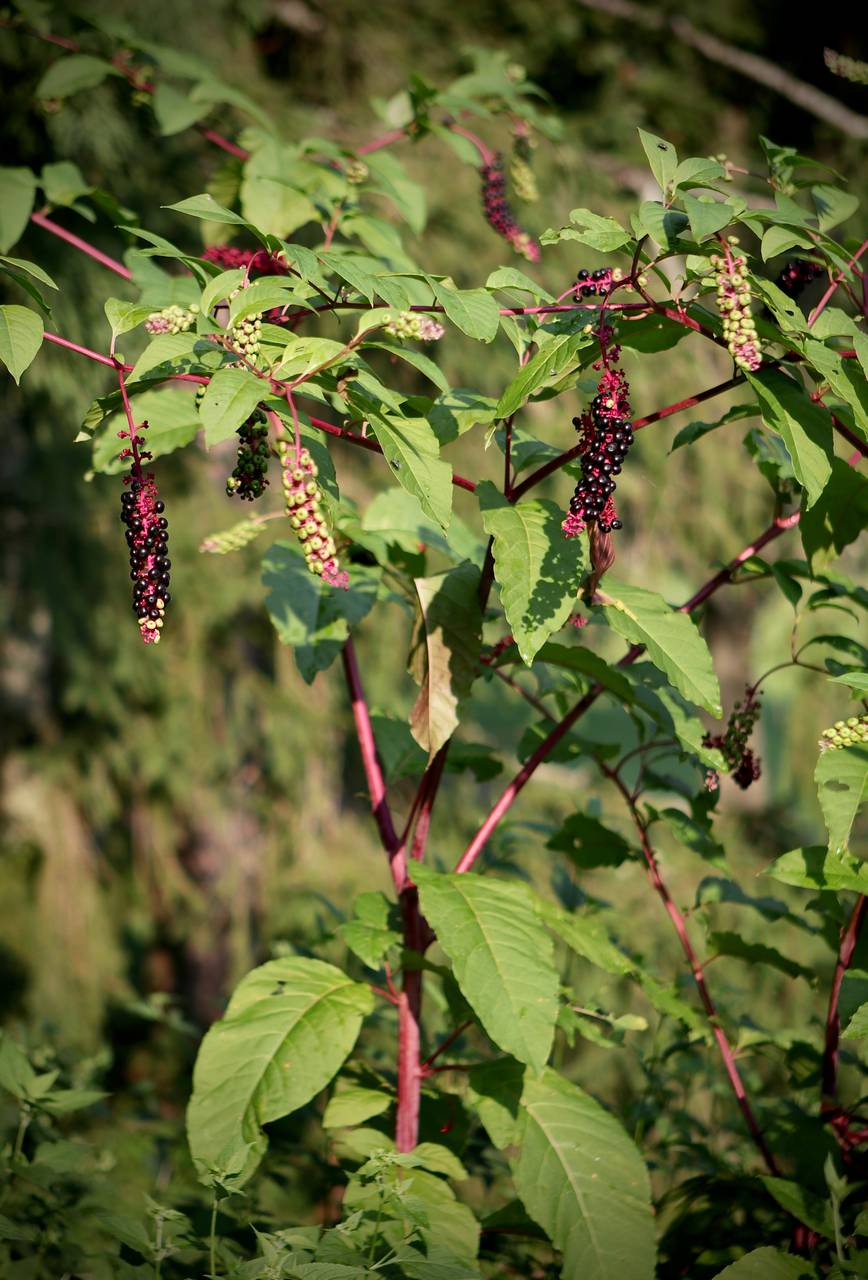 Photo of Pokeweed