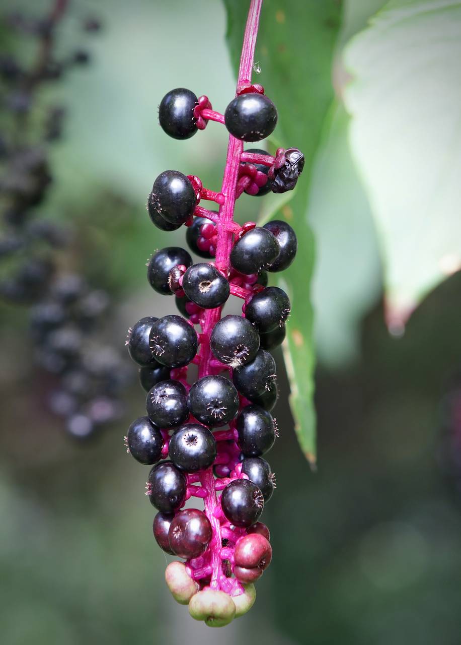 Photo of Pokeweed