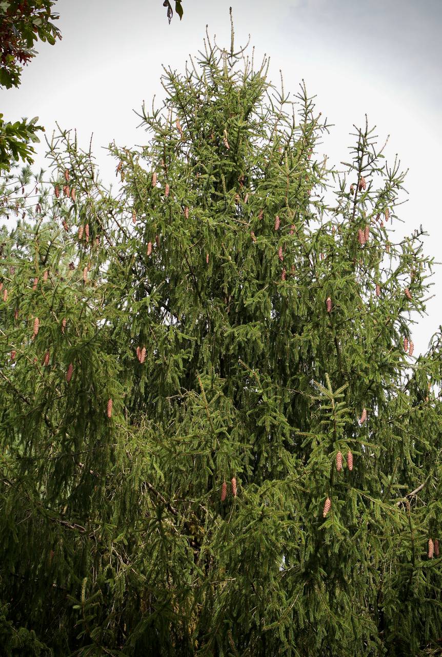 Photo of Norway Spruce