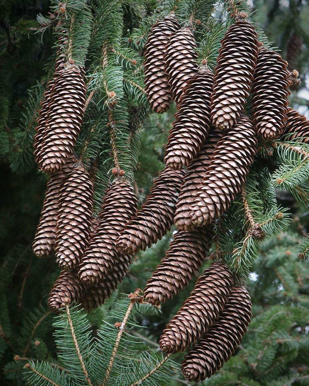 Photo of Norway Spruce