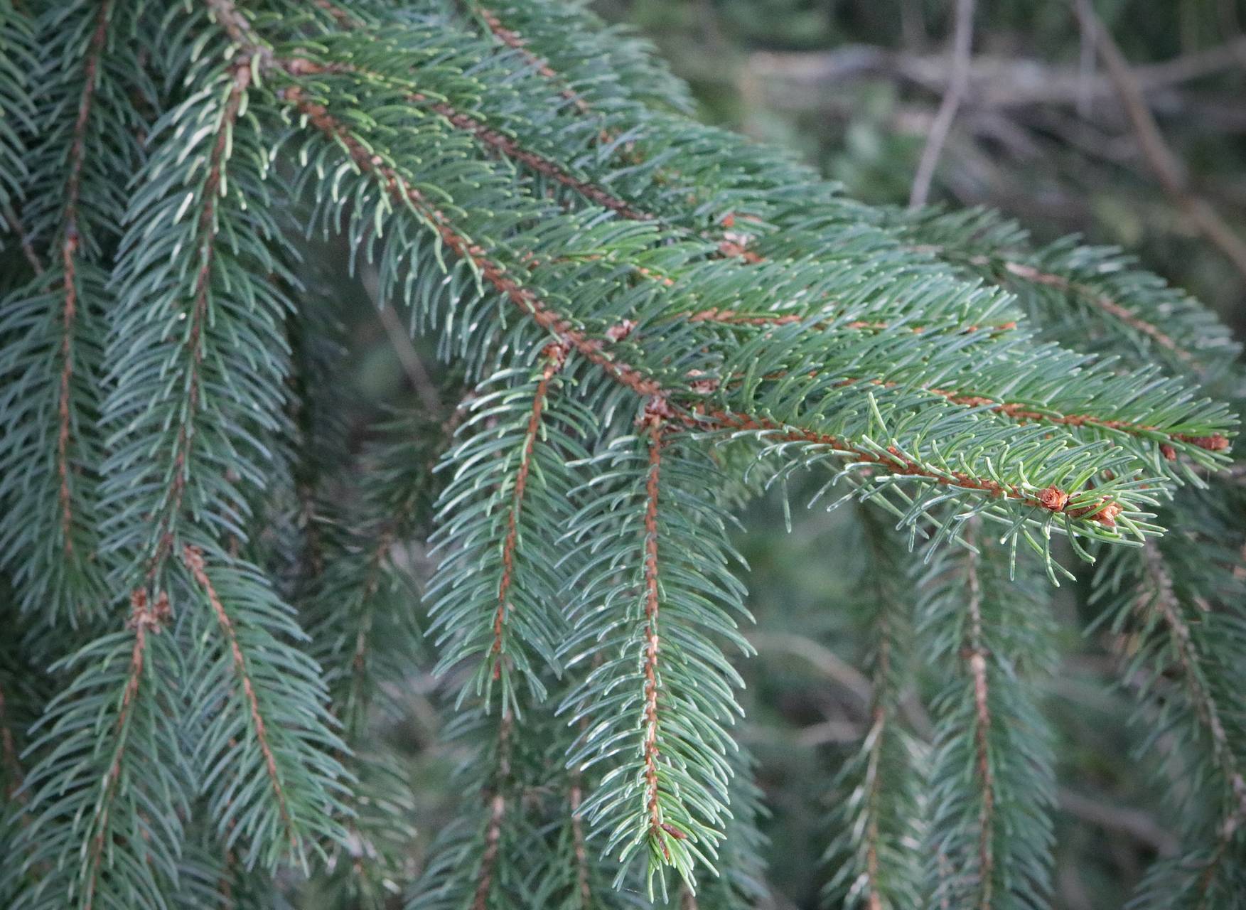 Photo of Norway Spruce