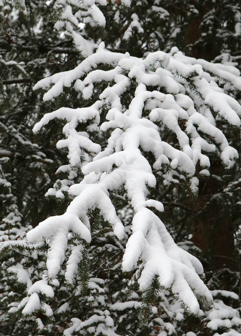 Photo of Norway Spruce