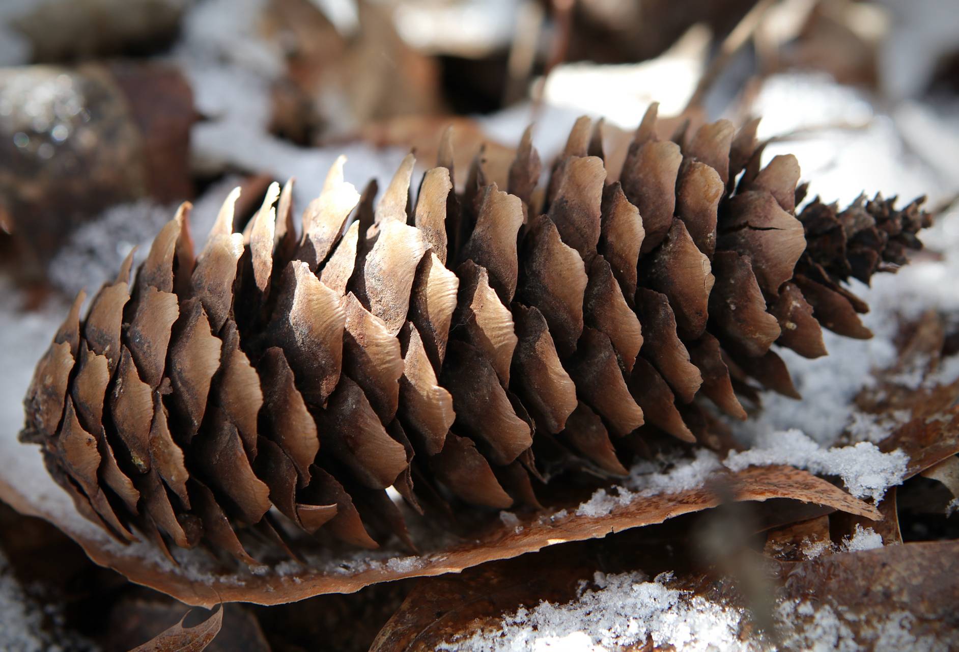 Photo of Norway Spruce