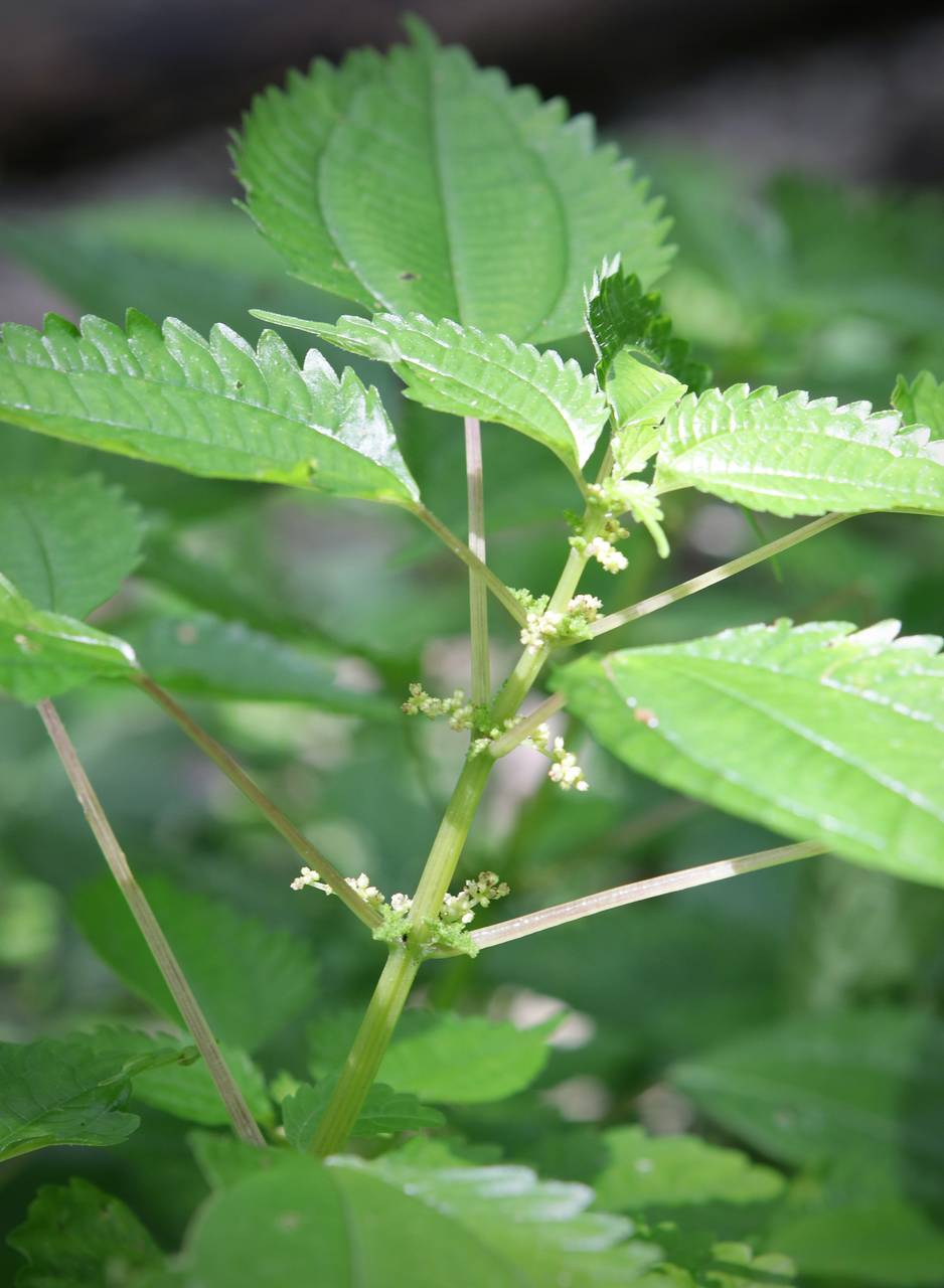 Photo of Clearweed