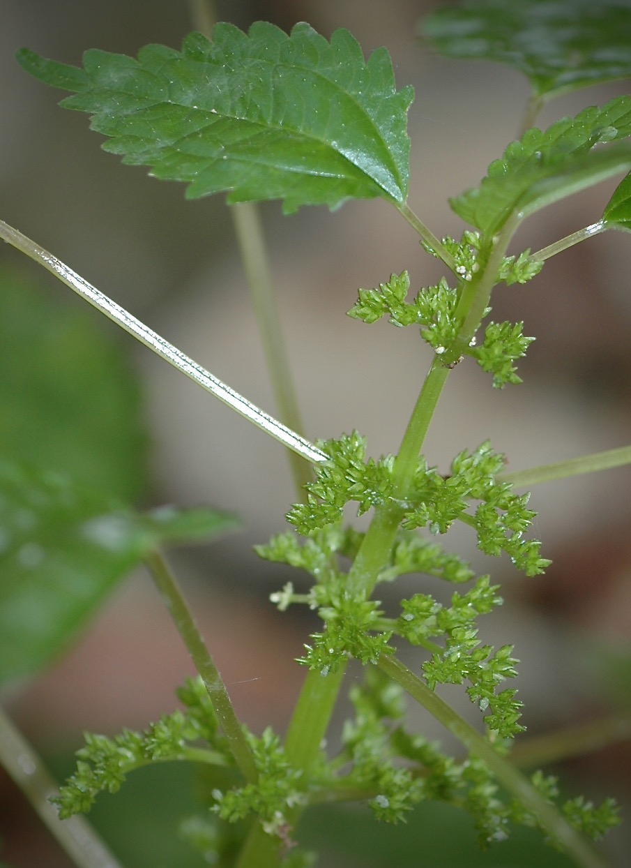 Photo of Clearweed