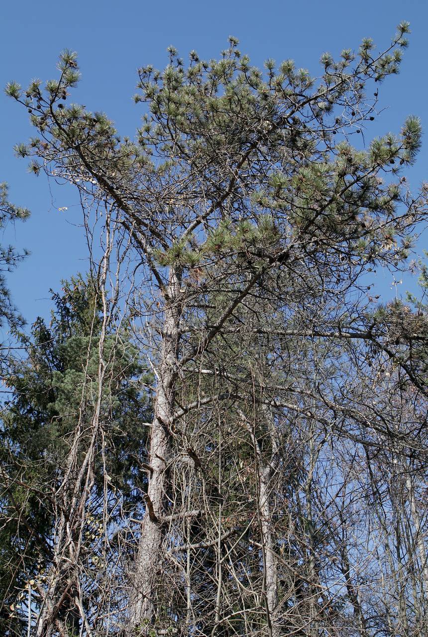 Photo of Red Pine
