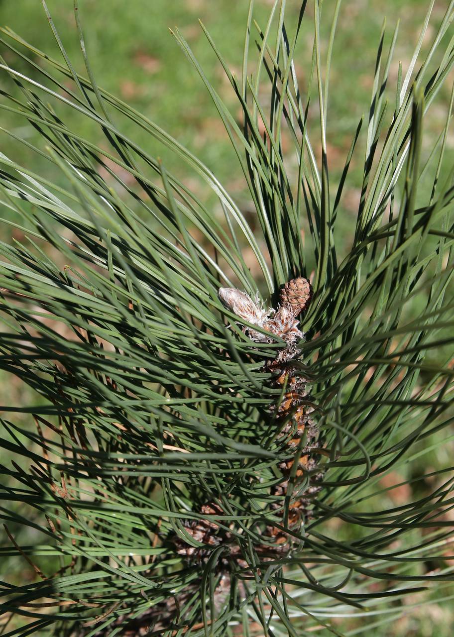 Photo of Red Pine