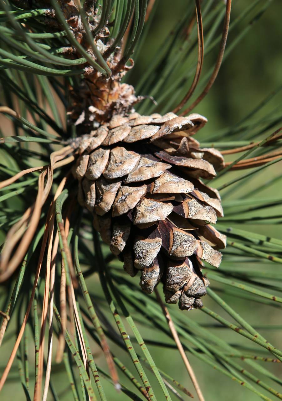 Photo of Red Pine