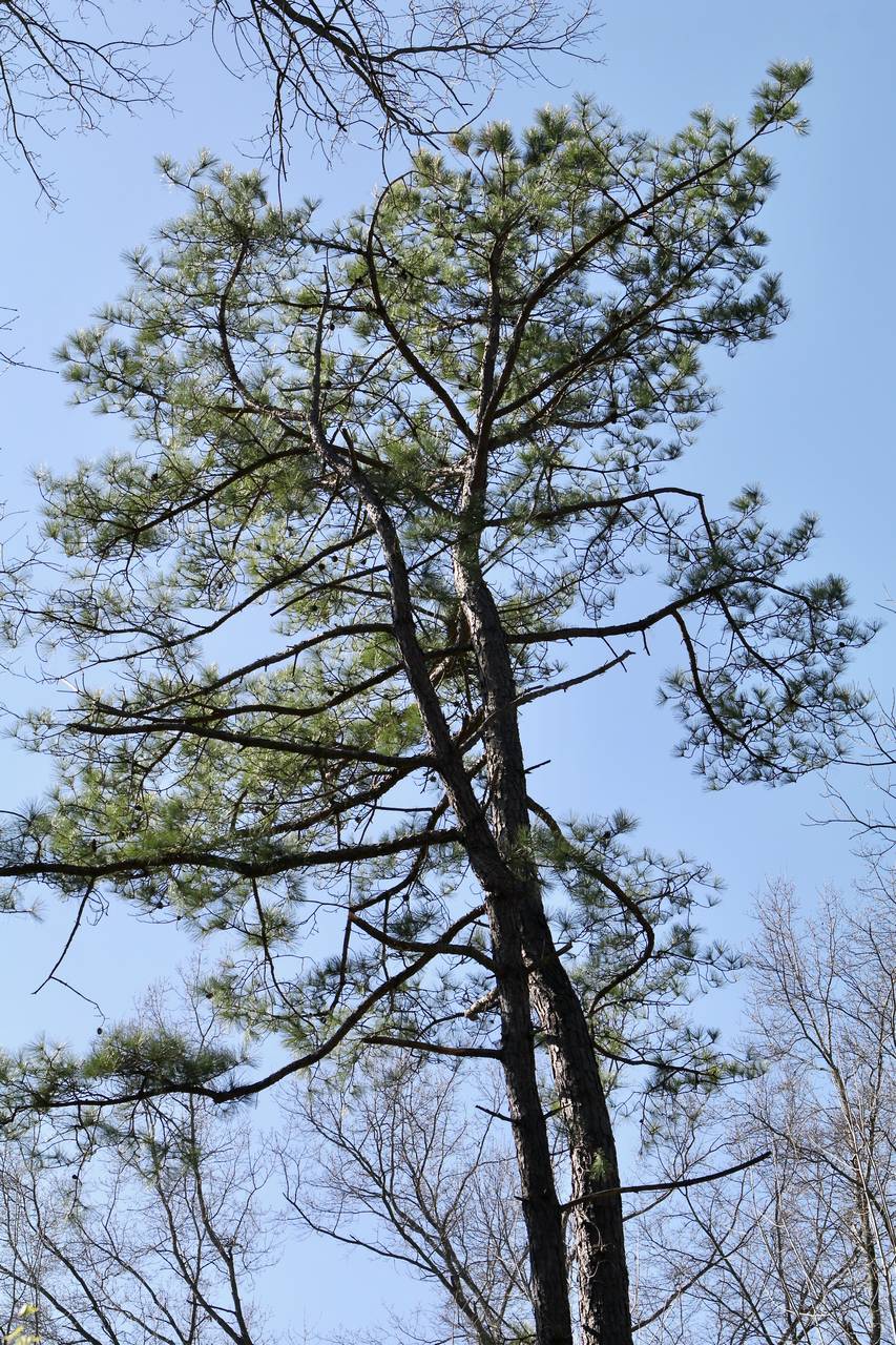 Photo of Pitch Pine