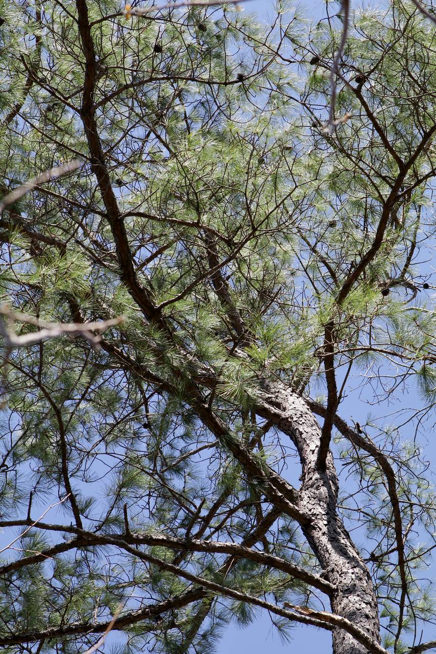 Photo of Pitch Pine