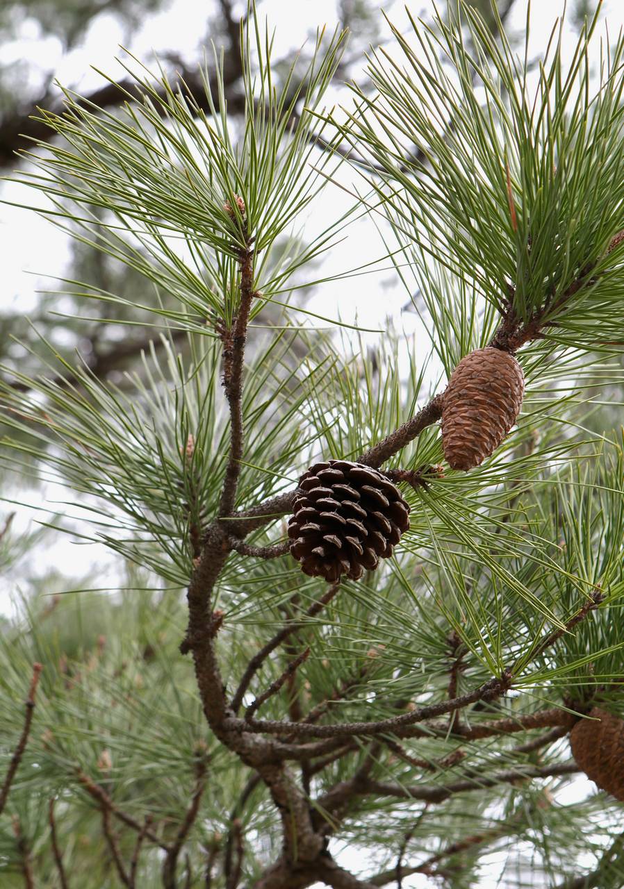 Photo of Pitch Pine