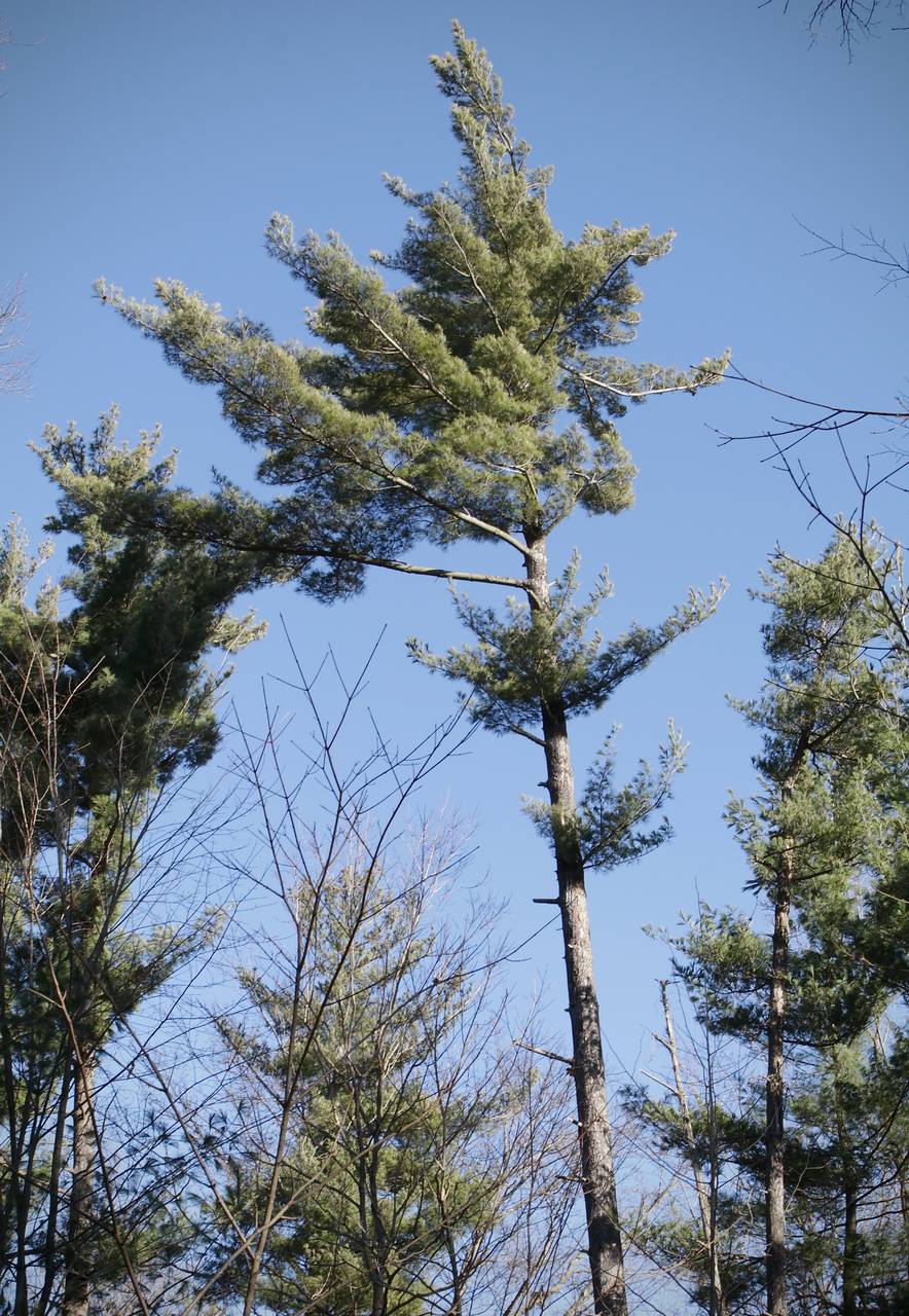 Photo of Eastern White Pine