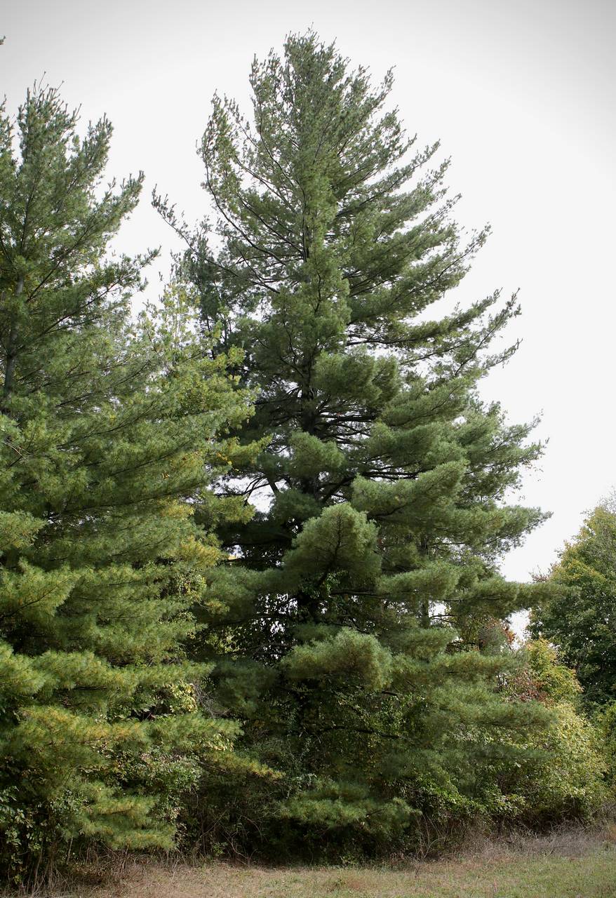 Photo of Eastern White Pine
