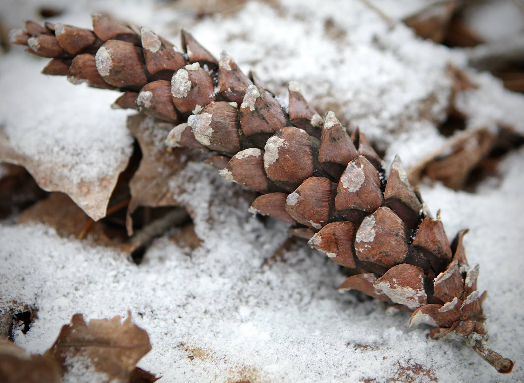 Photo of Eastern White Pine