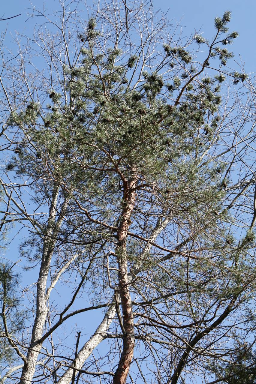 Photo of Scotch Pine