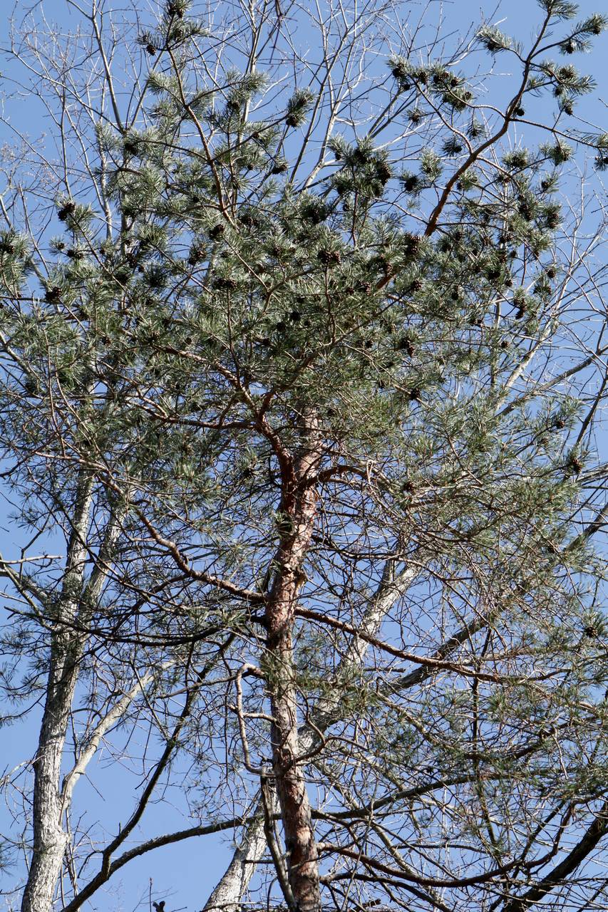 Photo of Scotch Pine