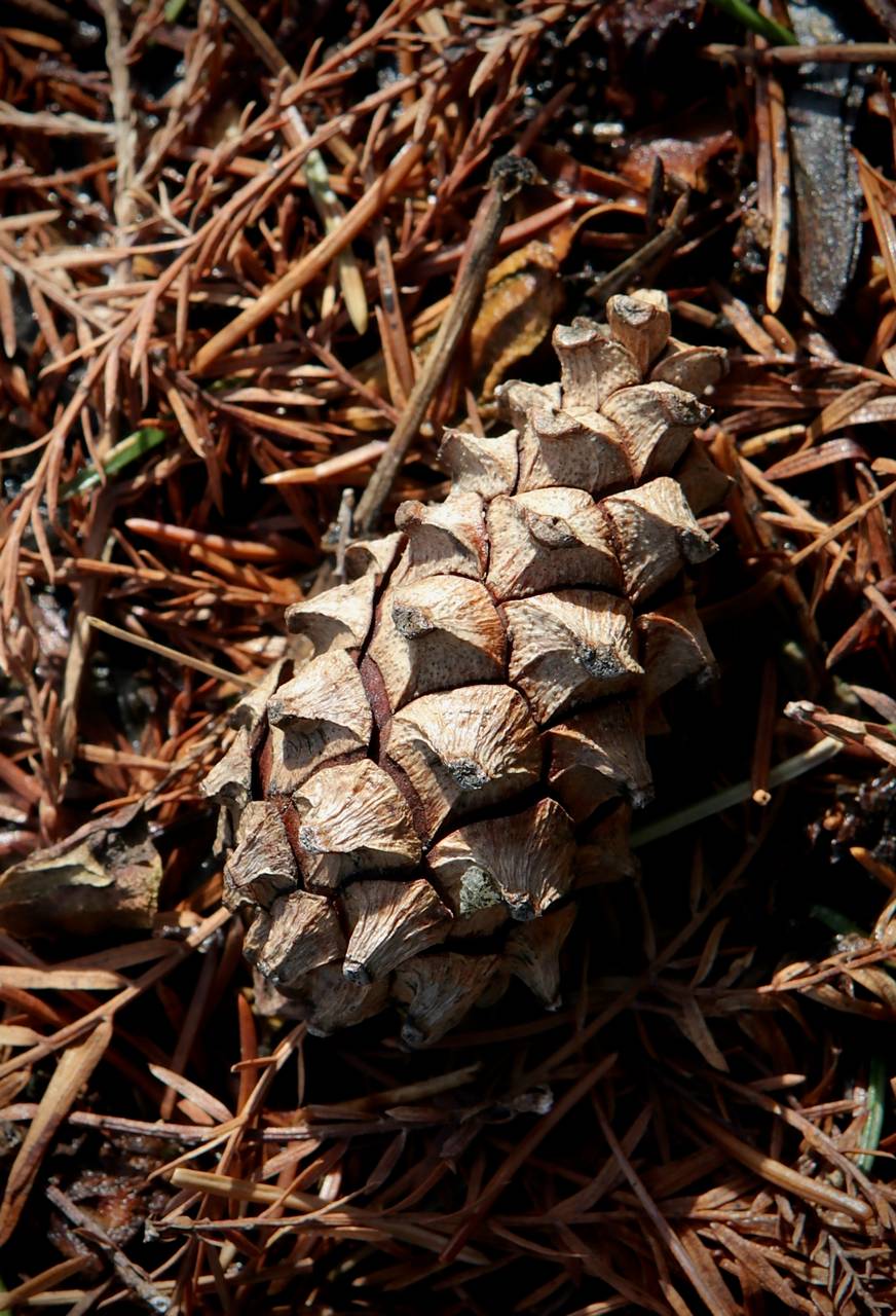 Photo of Scotch Pine