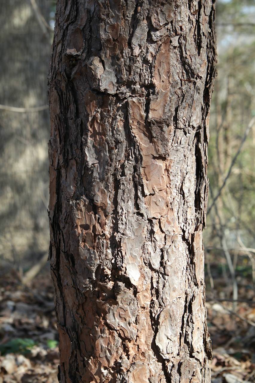 Photo of Scotch Pine