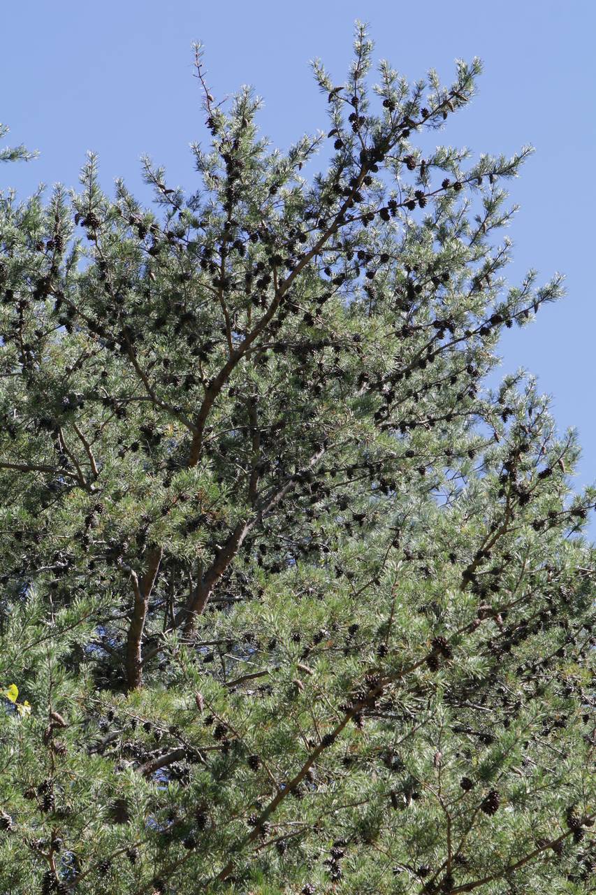 Photo of Virginia Pine