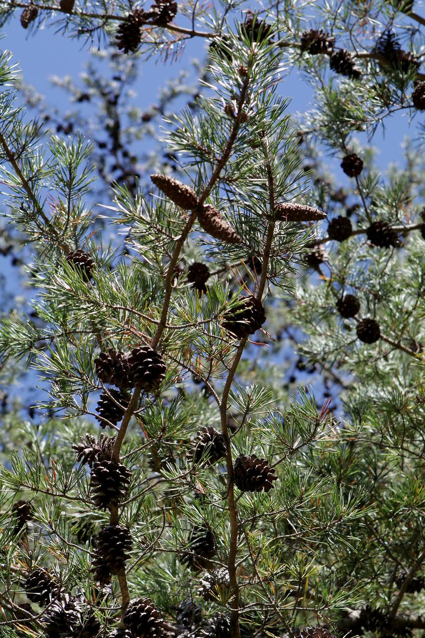 Photo of Virginia Pine