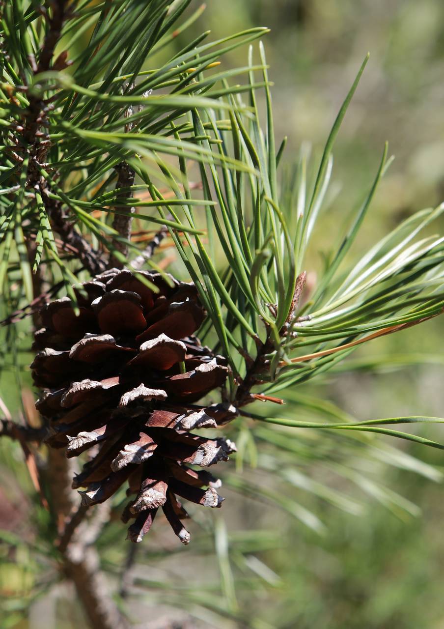 Photo of Virginia Pine
