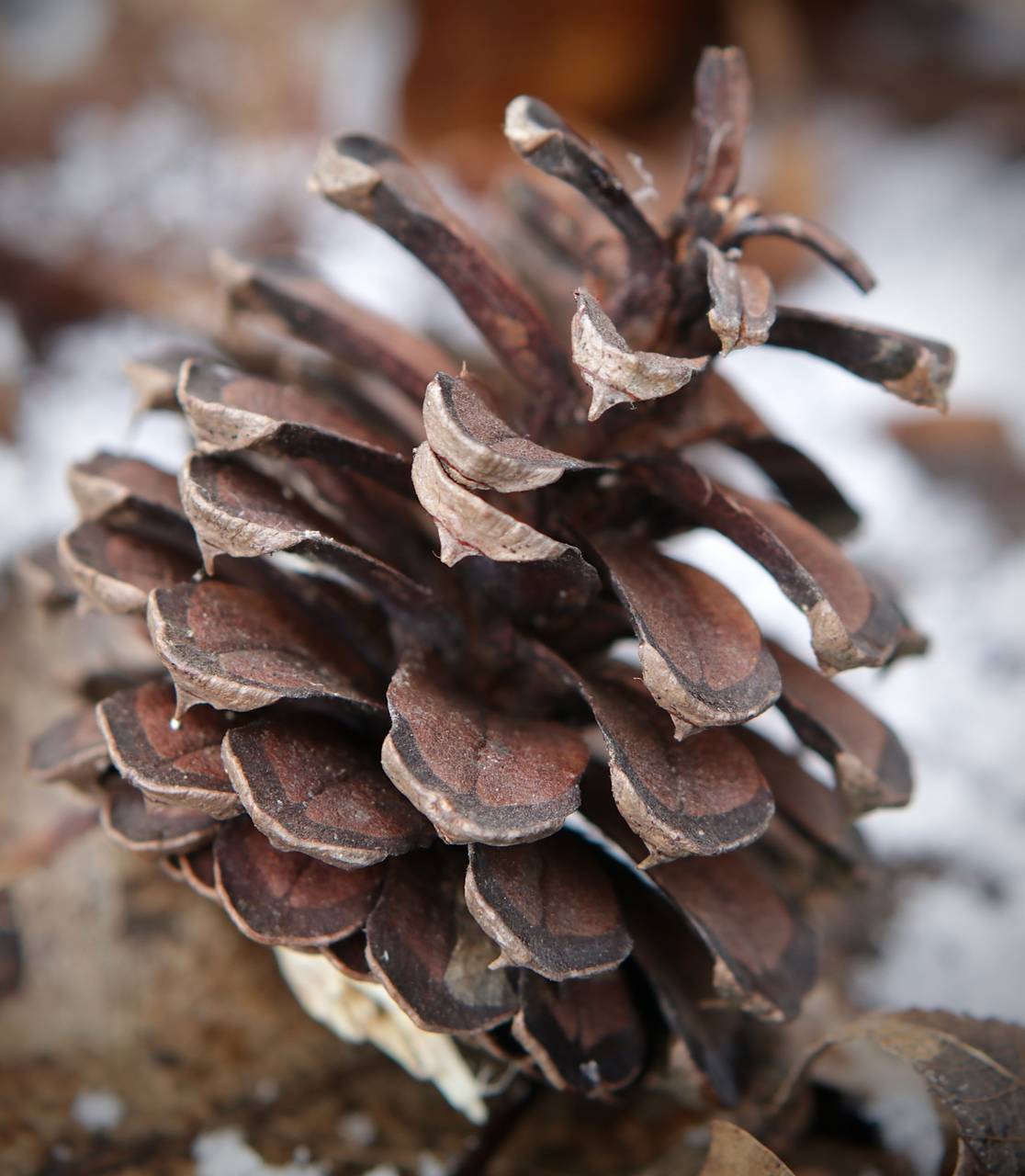 Photo of Virginia Pine